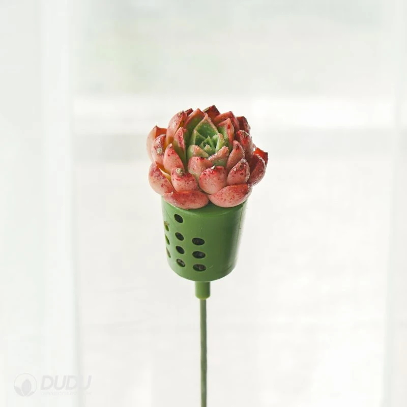 Dudu New Arrival Rare Echeveria Salmon Bouquets Natural Live Succulent Plants