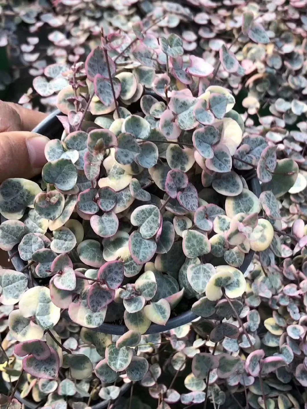 Indoor Plants Pink Succulents String of Heart Ceropegia Woodii Variegated