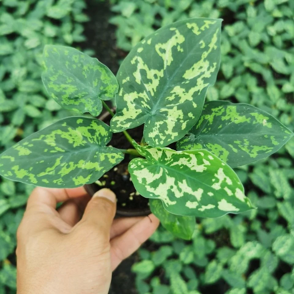 Aglaonema Live Plants Amazonica Hilo Beauty Easy to Care for Clean Air