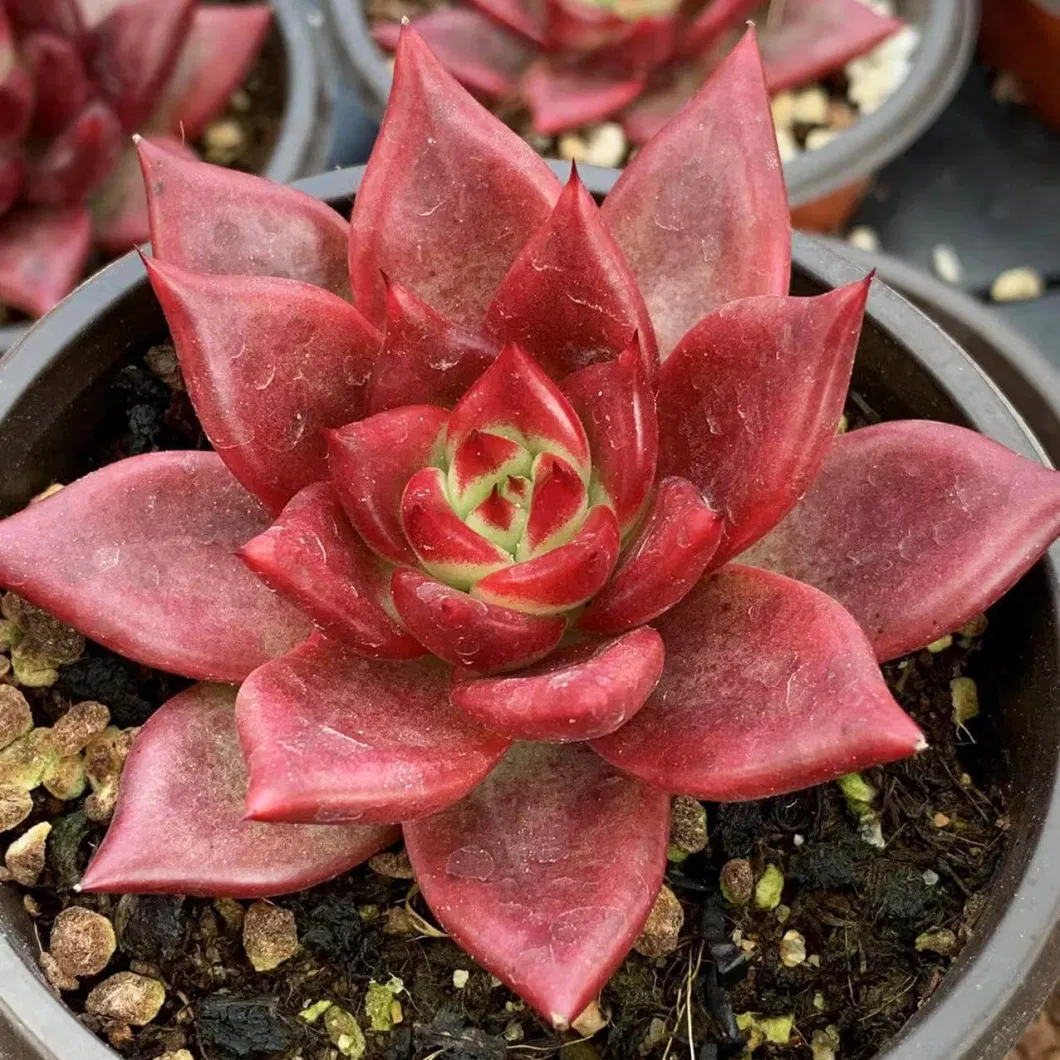 Dudu Hot Sale Wholesale Pretty Romeo Rubin Echeveria Natural Live Succulent