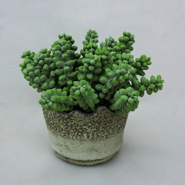 Artificial Potted Succulents in Cement Pot 16cm H