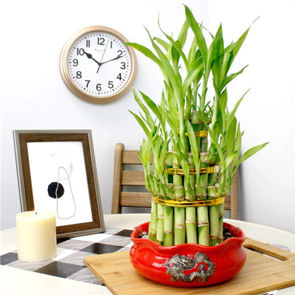 Live Lucky Bamboo Indoor Plants 3 Layer for Home Decoration Wholesale Succulents