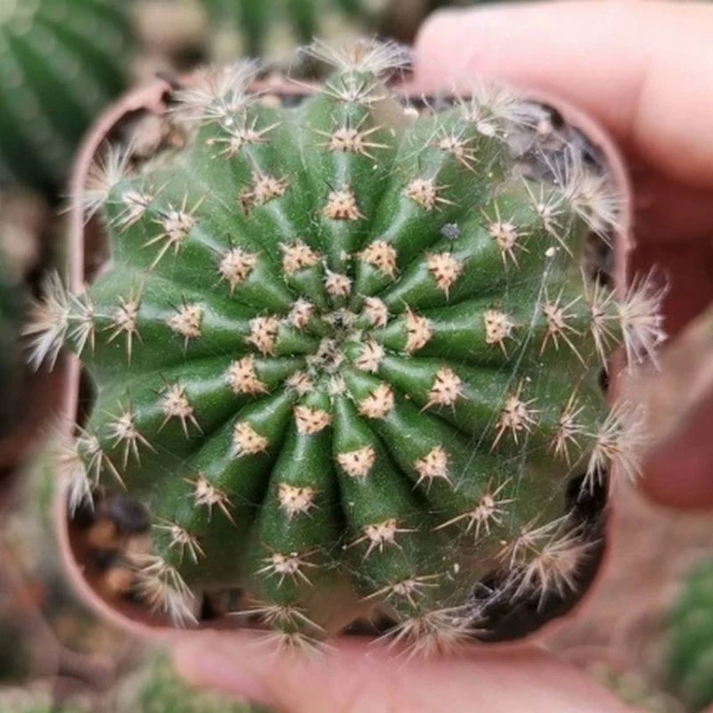Dudu China Nursery Mini Cactus Echinopsis Eyriesii. Sp Natural Live Succulent