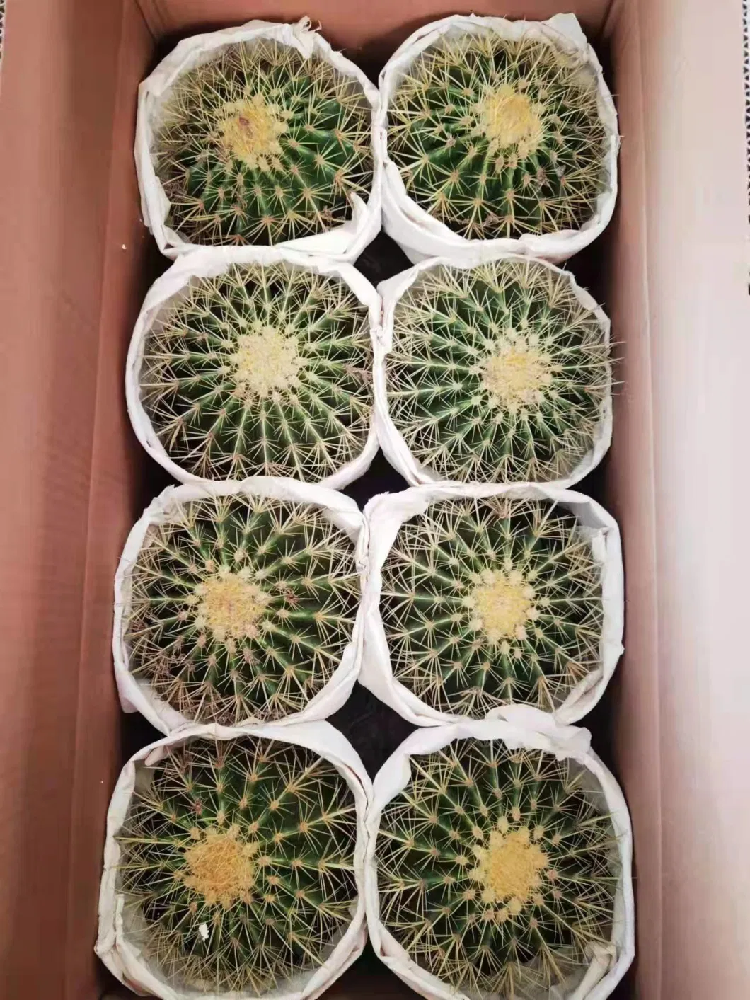 Small Size Cactus Ball Plant Mammillaria Hahniana in Stock, Best Gift