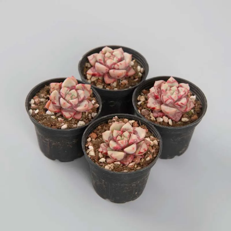 Dudu Wholesale Mini Indoor Echeveria Blood Warbler Succulent Plants