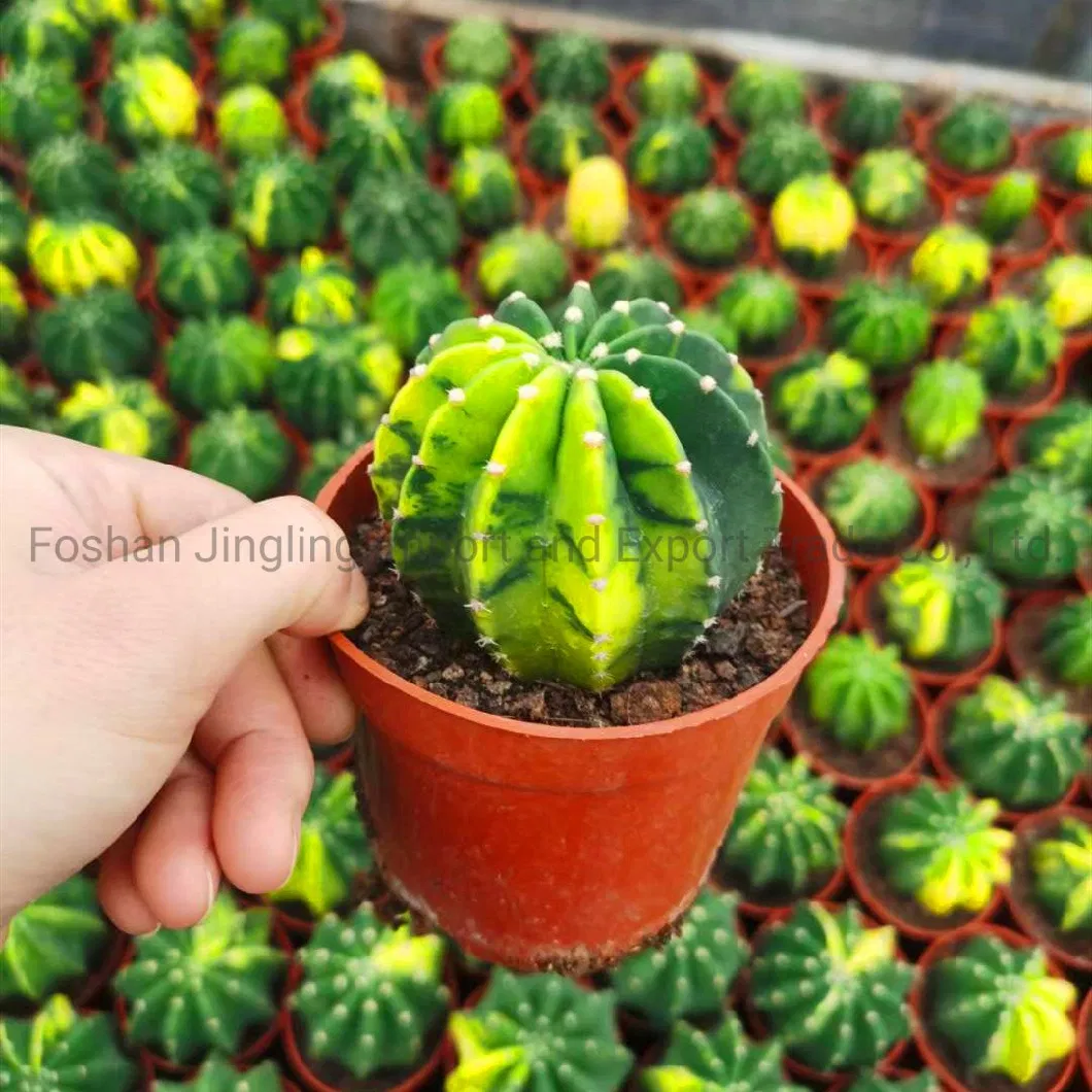 Echinopsis Eyriesii Variegated Rare Cactus Live Plants