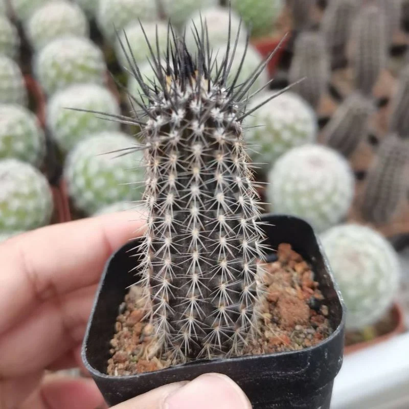 Dudu Wholesale Mini Cactus Echinopsis Mirabilis Natural Live Succulent