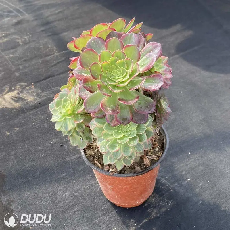 Dudu Real Colorful Halloween-Yellow Cristata Variegated Aeonium Natural Live Succulent