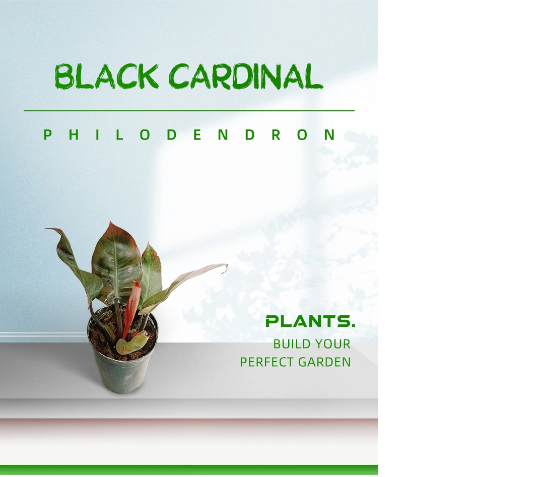 Philodendron Black Cardinal Real Plants