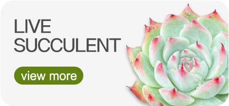Dudu Wholesale Hot Sale Jenny Double Head Echeveria Natural Live Succulent Plants