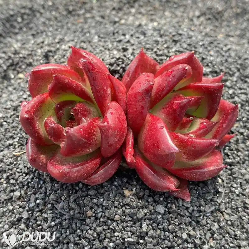 Dudu China Nursery Echeveria Red Knight Double Head Natural Live Succulent