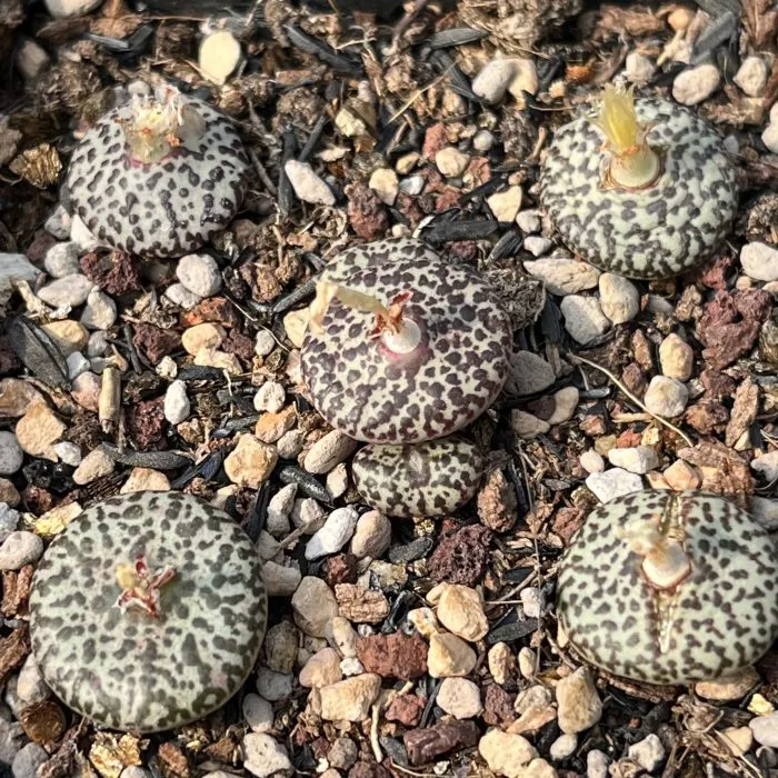 Dudu New Arrival Lithops Conophytum Wittebergense Natural Live Succulents