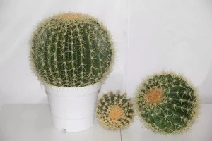 Nearly Natural 20cm Artificial Potted Cactus for Home Office Decor