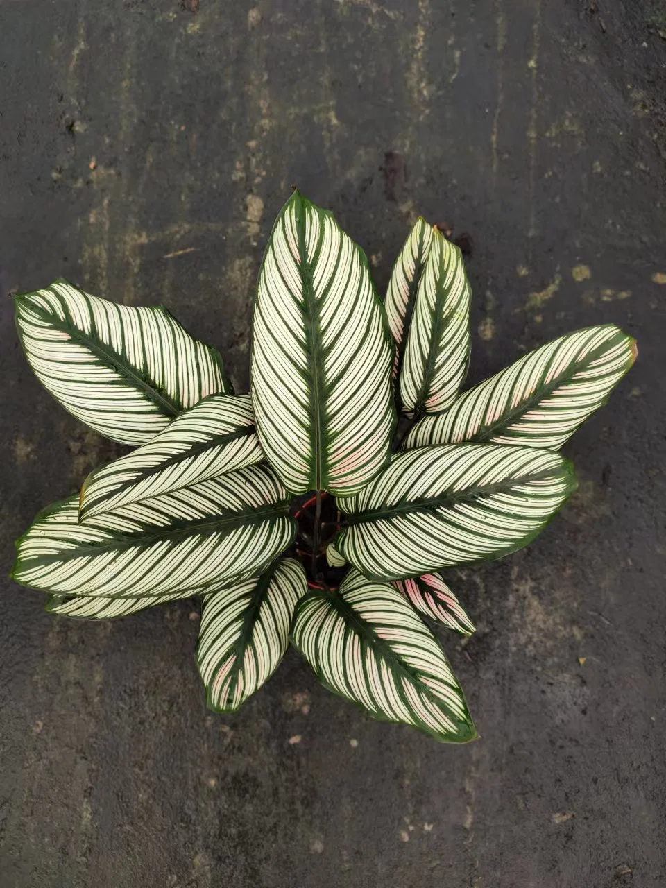 Calathea Sanderiana White (Sander) Gentil Live Plant Wholesale Ornamental