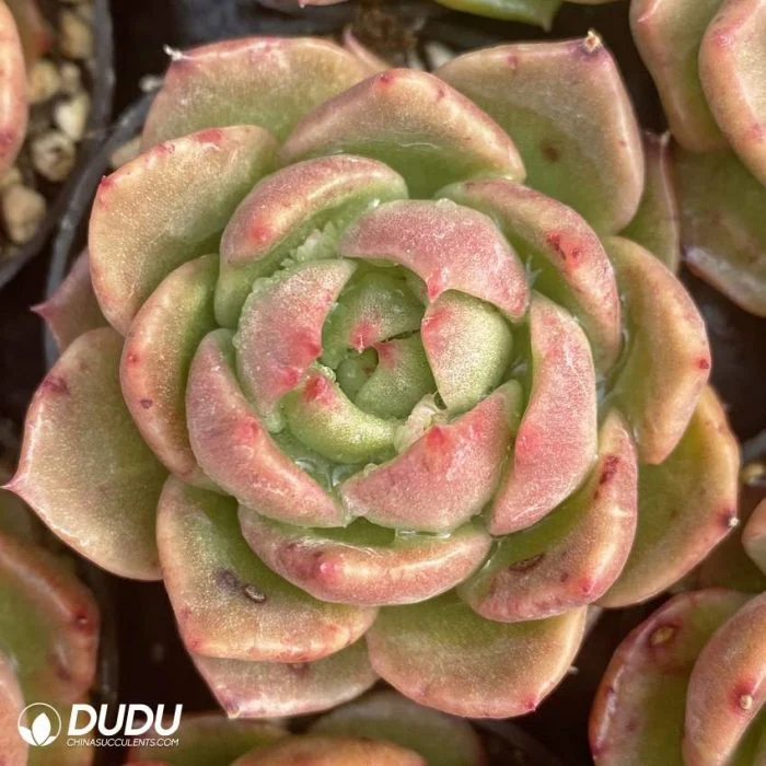 Dudu Hot Sale Echeveria Jillian Clustering Natural Live Succulent Plants