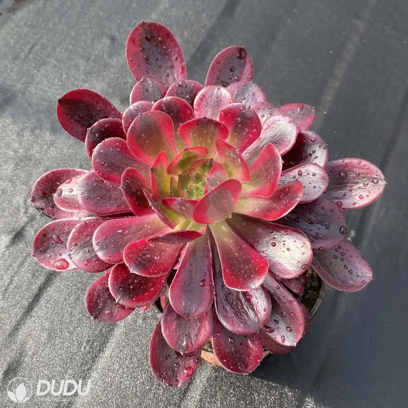 Dudu Caput-Medusae Variegated Aeonium Natural Live Succulents