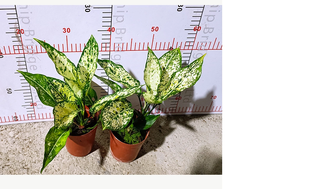 Aglaonema Green Jade Natural Plants