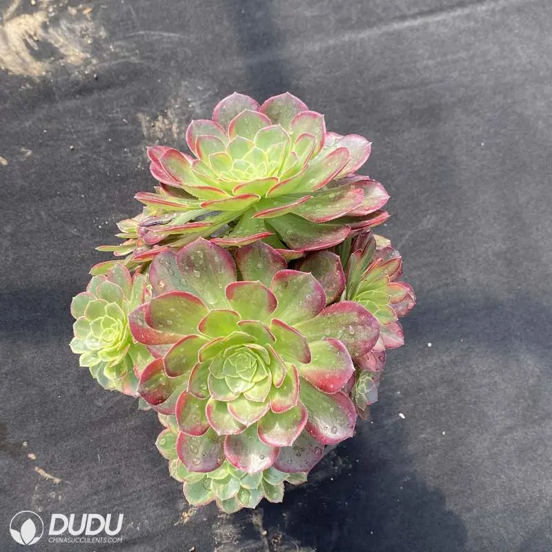 Dudu Real Colorful Halloween-Yellow Cristata Variegated Aeonium Natural Live Succulent