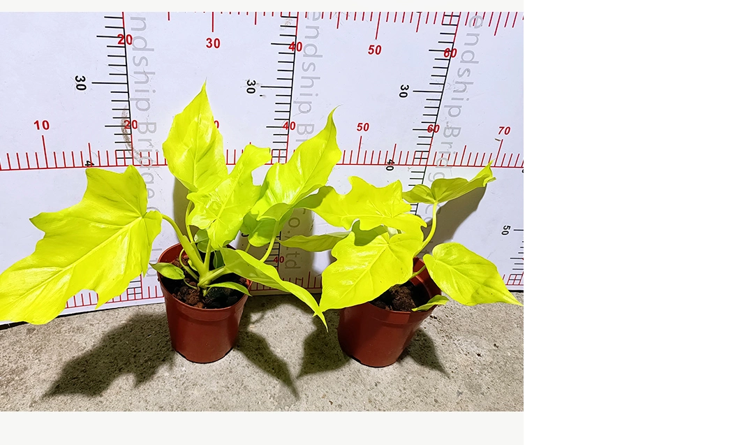 Philodendron Golden Leaves Real Plants