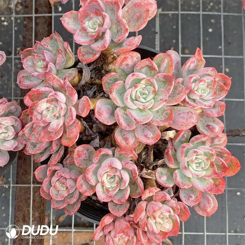 Dudu Hot Sale Echeveria Rain Drops Clustering Echeveria Natural Live Succulent