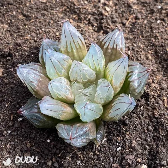 Dudu Nursery Wholesale West Asia Tsuen Haworthia Natural Live Succulent