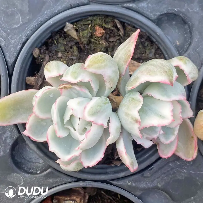 Dudu Wholesale Berkeley Light Variegate Double Head Echeveria Natural Live Succulents