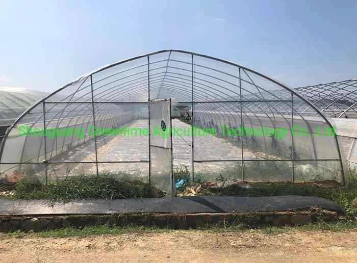 Single Span Tunnel Film Greenhouse with Single Layer Film for Cucumber