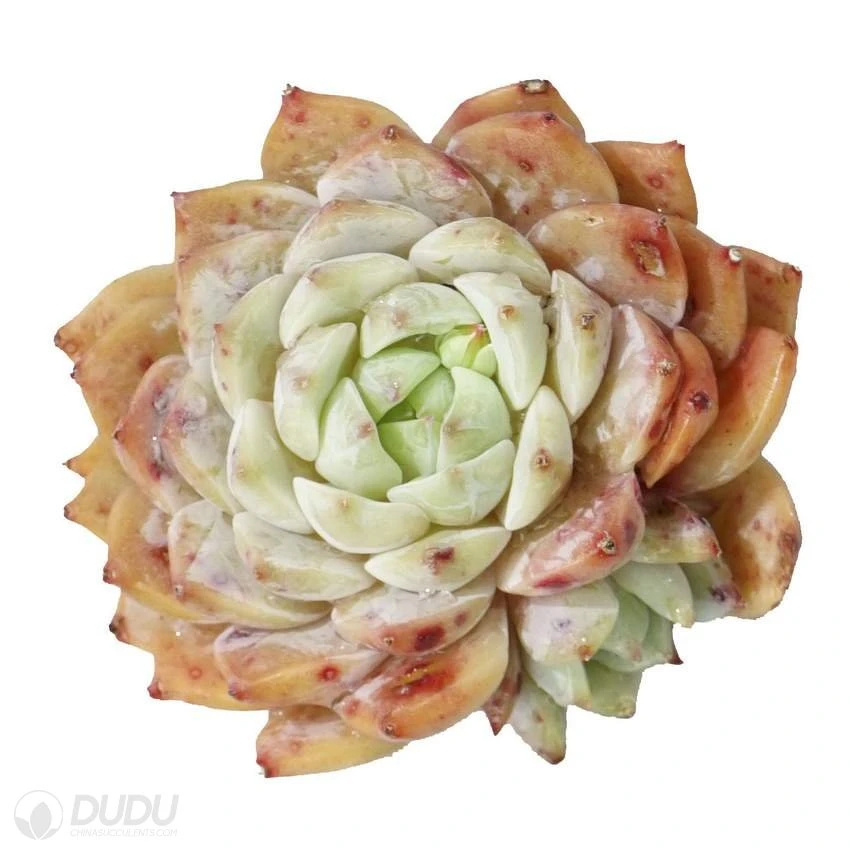 Dudu Hot Sale Colourful Tp Echeveria Natural Live Succulent Plants