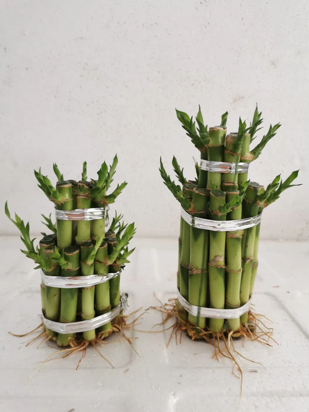 L3 Layers Tower Bamboo Nursery Live Plants Lucky Bamboo Wholesale Succulents