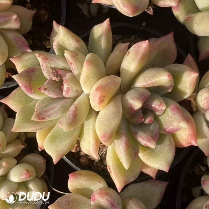 Dudu Hardy Wholesale Echeveria Bright Double Head Natural Live Succulent in Bulk