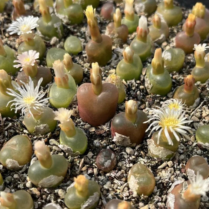 Dudu Conophytum New Arrival Real Maohannimix Lithops 12mm Lithops Natural Live Succulent