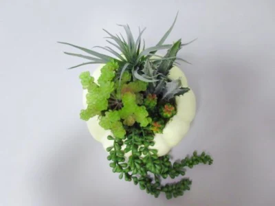 Домашний офис оформление небольших украшено растениями искусственного Succulents растений
