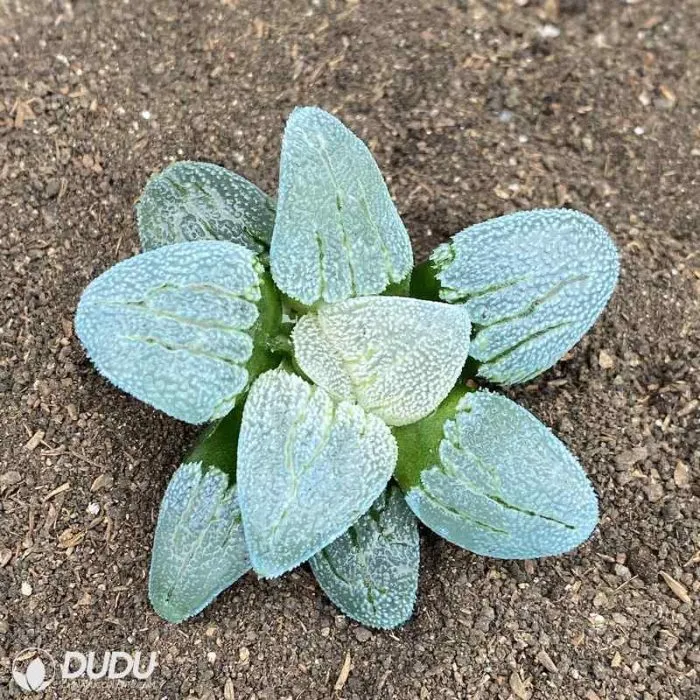 Dudu Wholesale Railway Silver Haworthia Natural Live Succulent