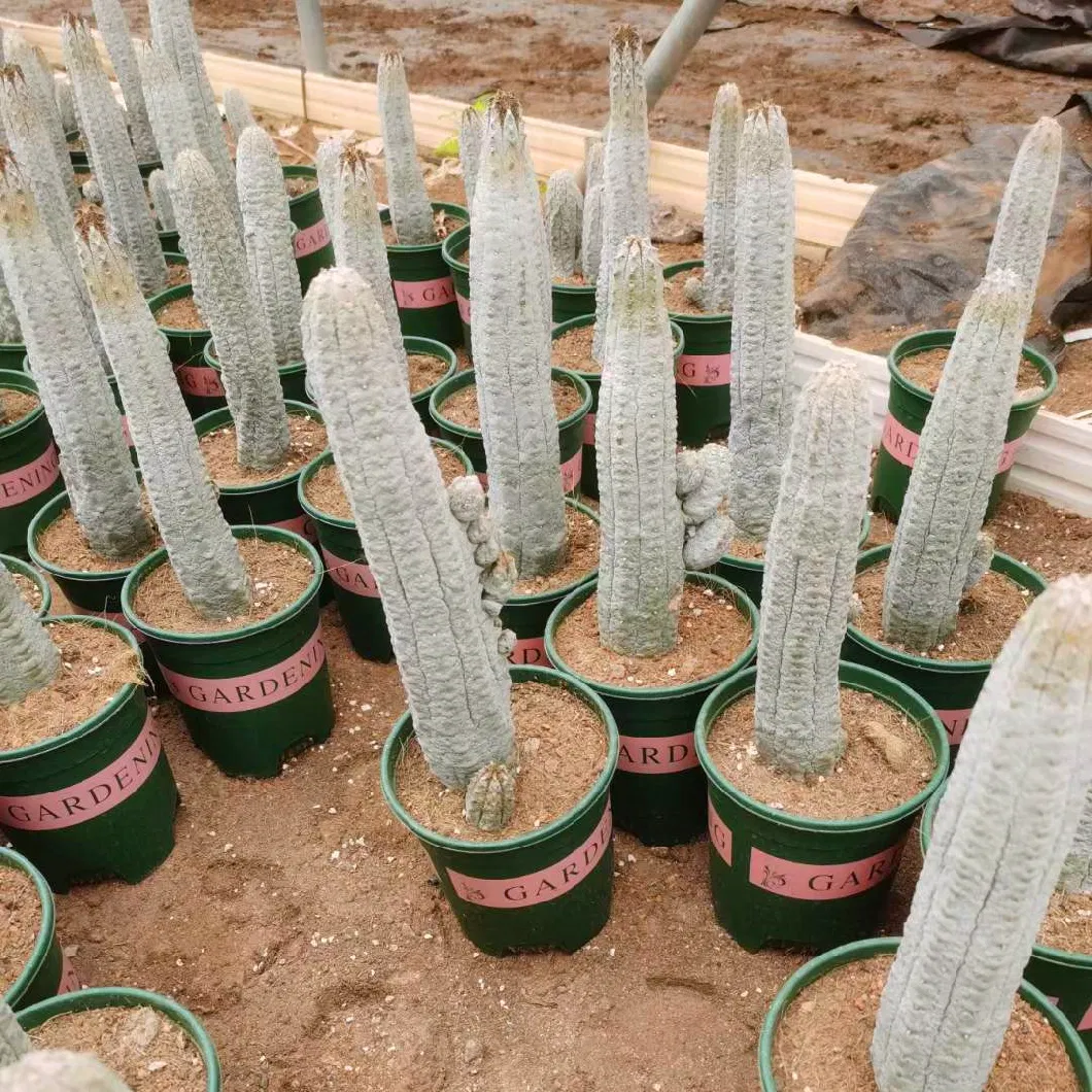 Euphorbia Abdelkuri Live Cactus and Succulent Cactus Nursery