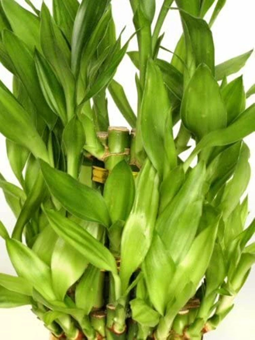 S2 L2 Layers Lucky Bamboo Succulents Tower Bamboo Wholesale Live Plants