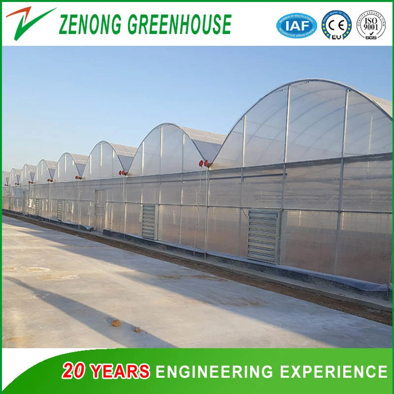 Worldwide Used Anti Fog Film Poly Greenhouse for Vegetables/Succulents Growing