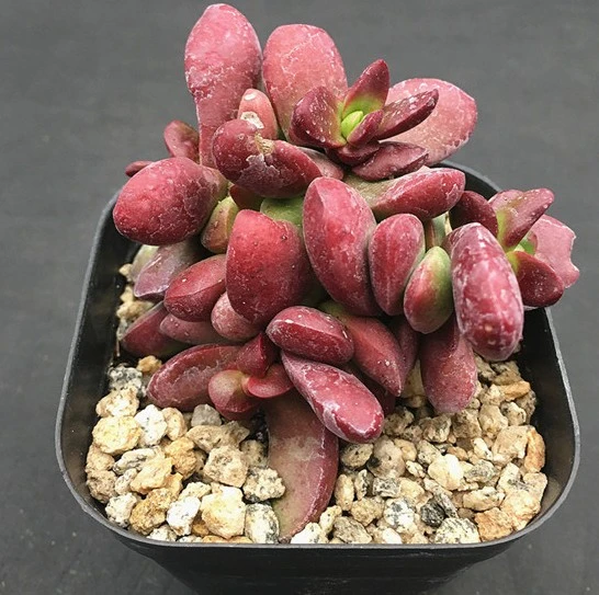 Real Plants Wholesale Succulent Crassula Spp