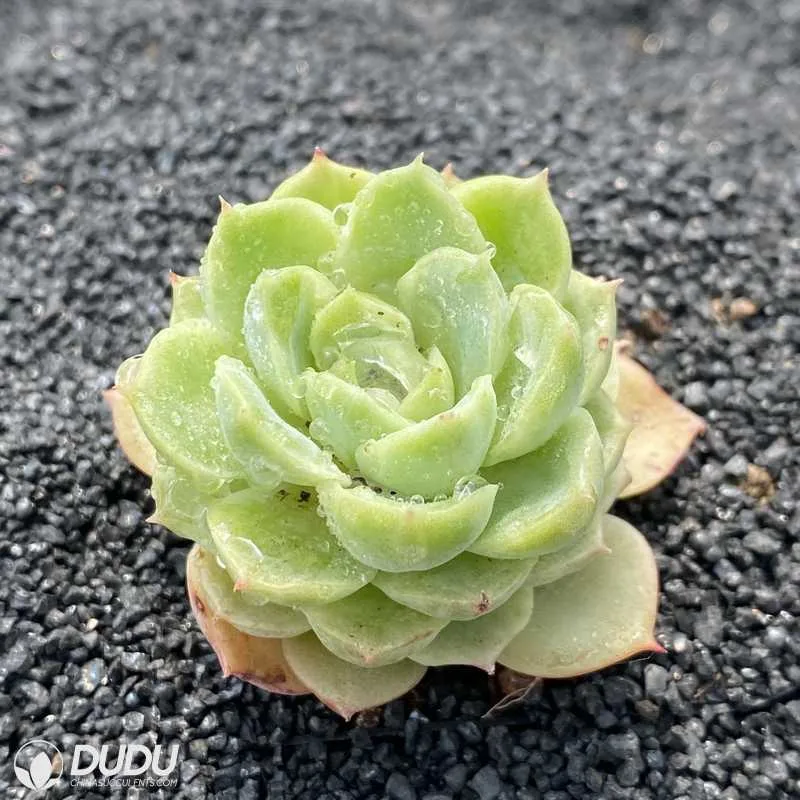 China Nursery Lovely Echeveria Lime&Chili Natural Live Succulents