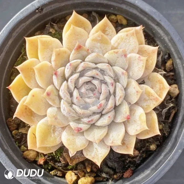 Dudu Factory Nursery Cheap Real Mary Bell Echeveria Succulent Plants