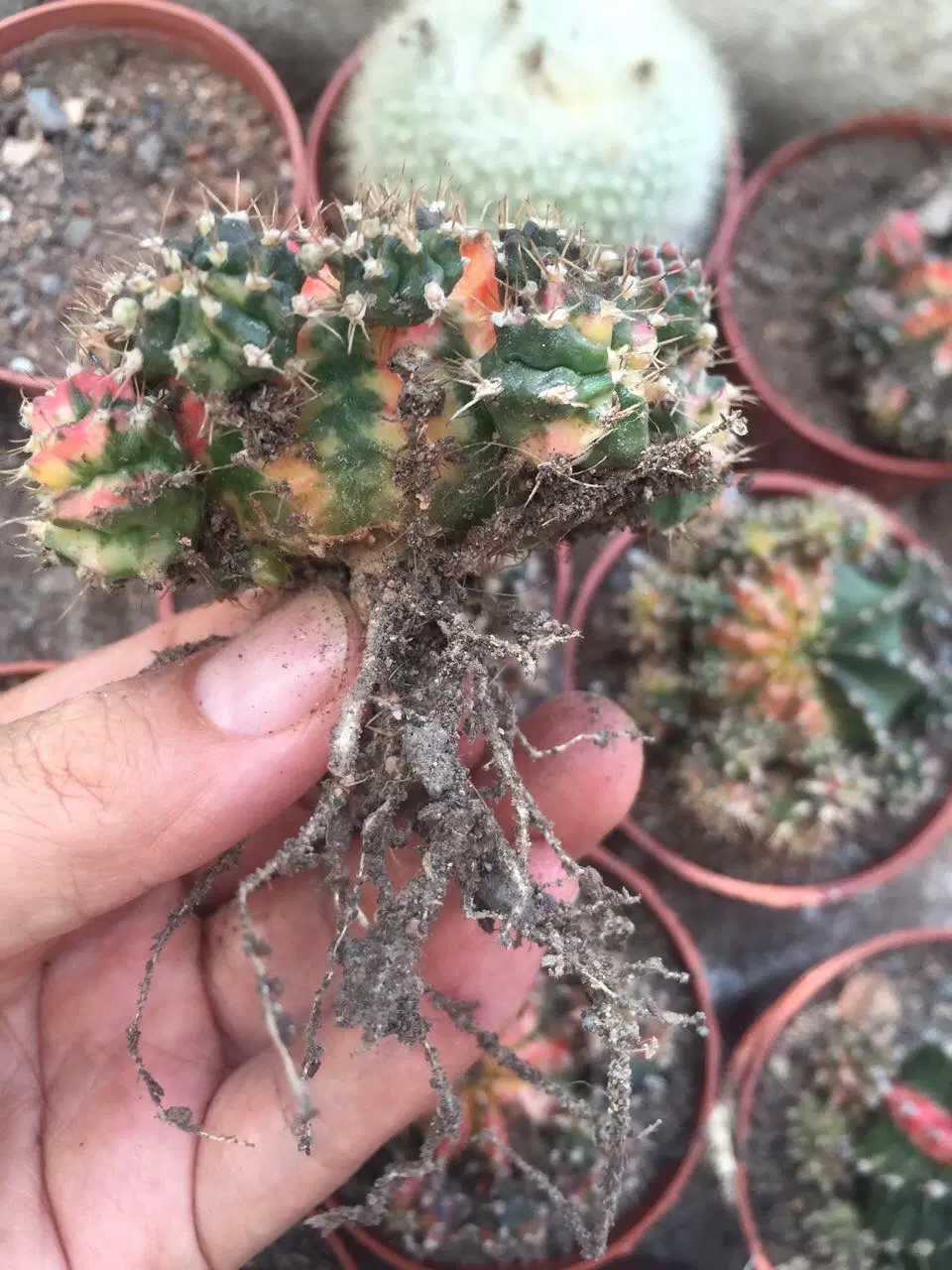 Cactus Plants Moon Cactus Gymnocalycium Mihanovichii Crimson Peony Brocade Solid Natural Brocade Potted Windowsill Desk