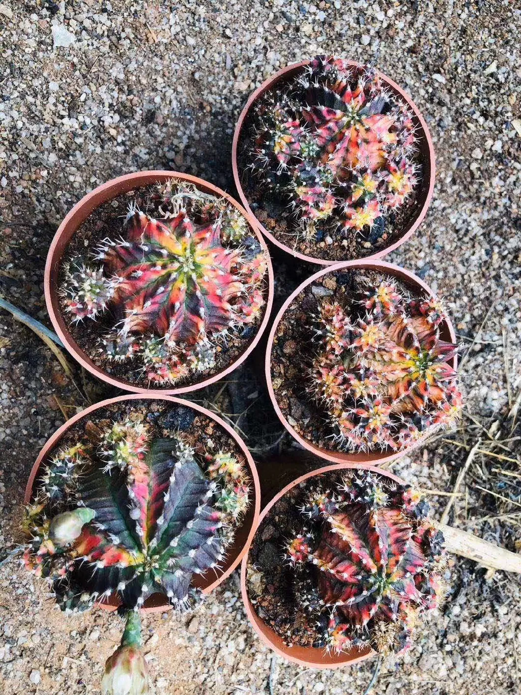 Cactus Plants Moon Cactus Gymnocalycium Mihanovichii Crimson Peony Brocade Solid Natural Brocade Potted Windowsill Desk