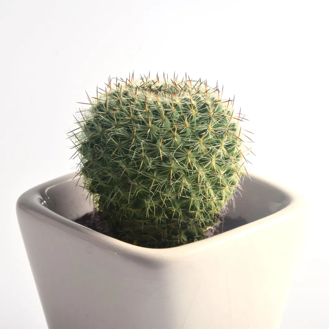 Wholesale Mini Real Live Plant Cactus Mammillaria Hahniana Werderm Home Indoor Decoration Seeding Plant