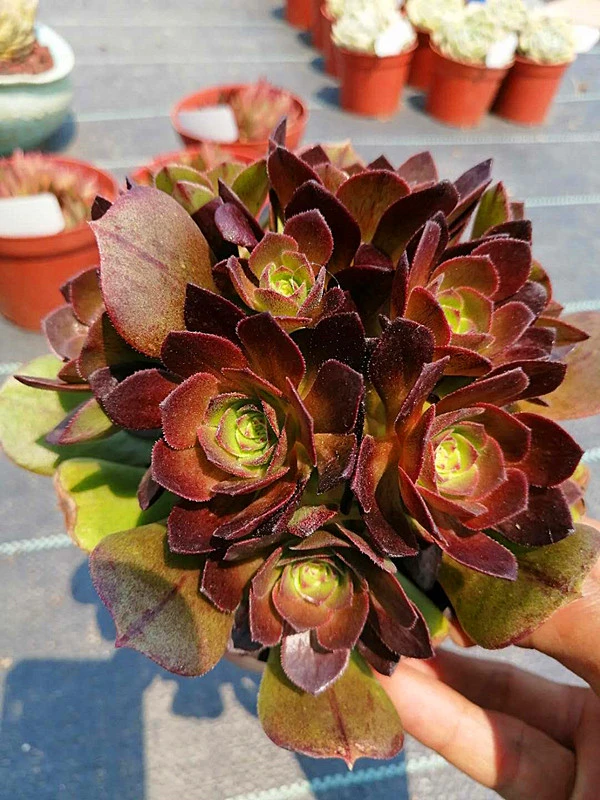 Indoor Plant Wholesale Aeonium Halloween Succulent