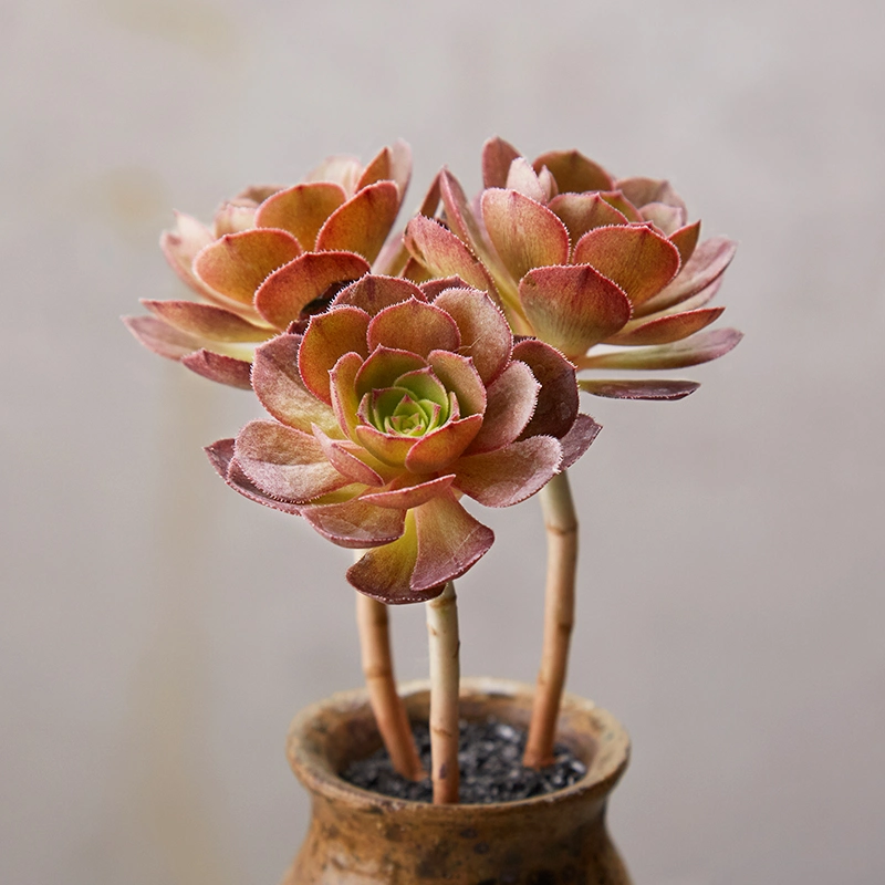 Indoor Plant Wholesale Aeonium Halloween Succulent