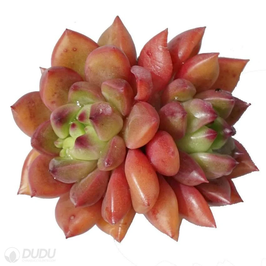 Dudu Beauty Red Wine Peach Double Head Echeveria Natural Live Succulent