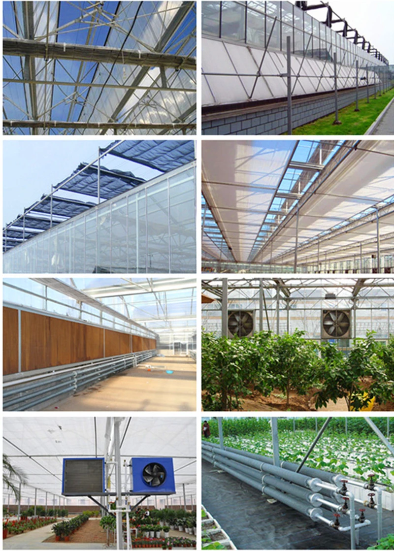 Worldwide Used Anti Fog Film Poly Greenhouse for Vegetables/Succulents Growing