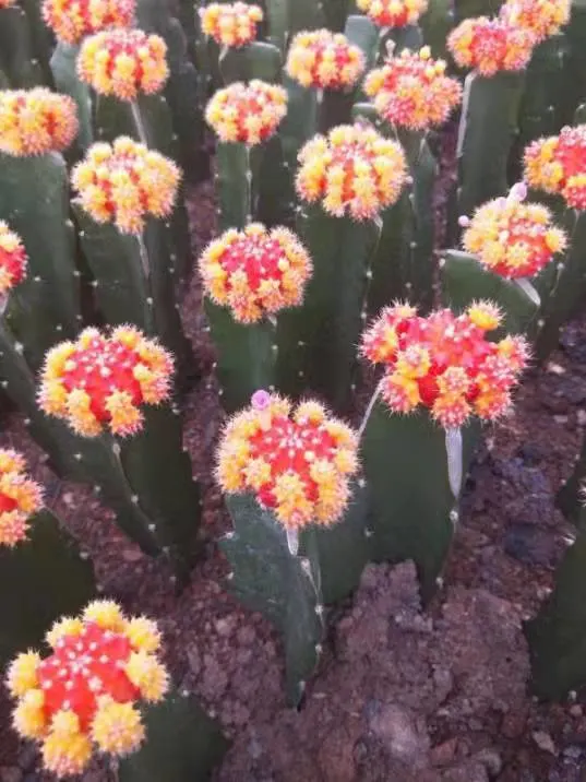 Small Size Red Color Moon Cactus Ball Succulent Plant Live Plant