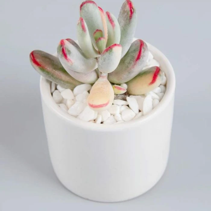 Dudu Unusual New Arrival Cotyledon Orbiculata Variegate Echeveria Natural Live Succulent