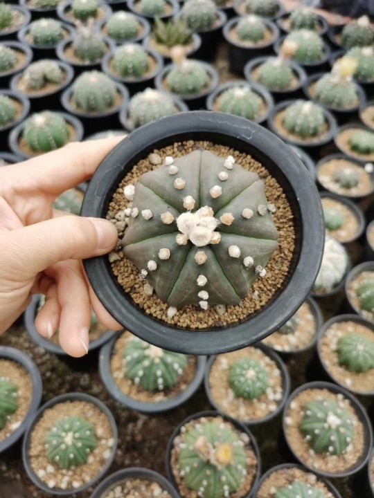 Wholesale Cactus Astrophytum Asterias &prime;super Star&prime;