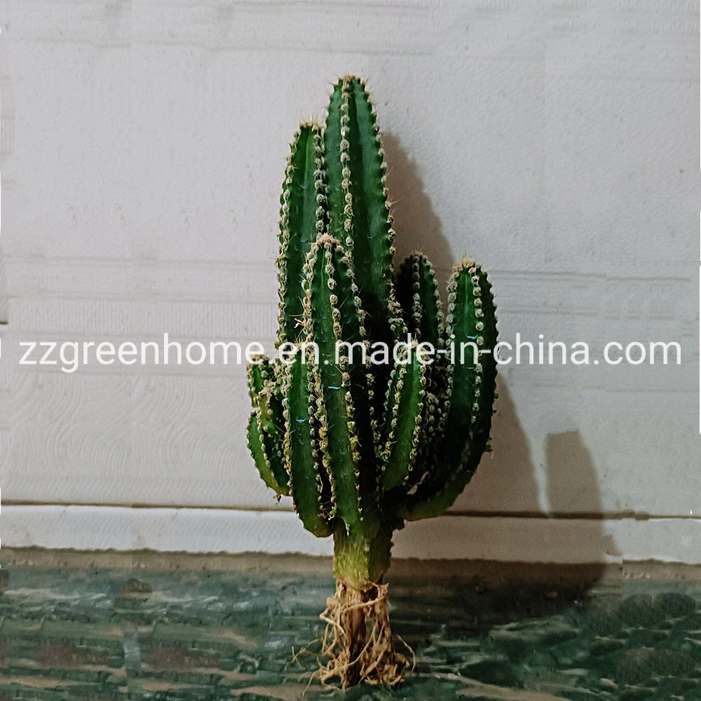 Cactus Fairy Castle Ornamental Live Plant